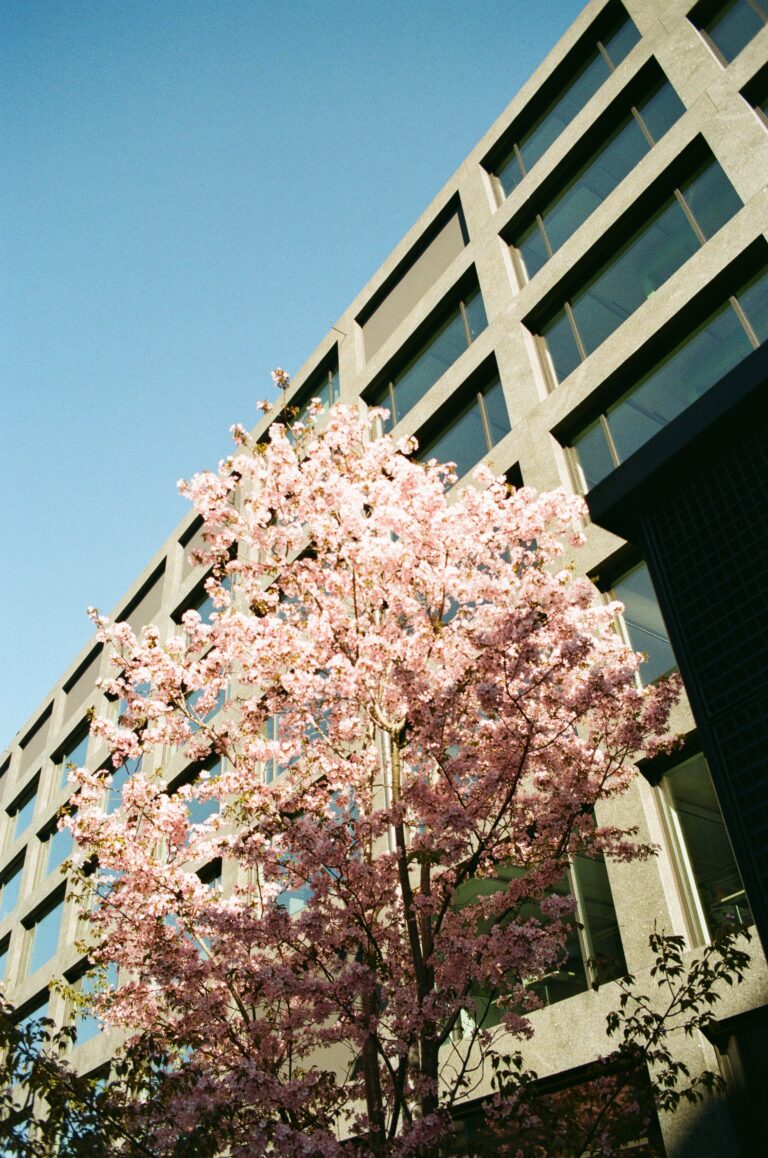 Pink blossoms against a city building and blue sky